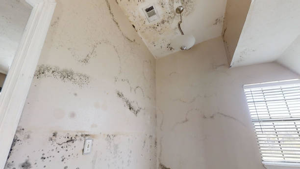 Best Mold Removal for HVAC Installations  in Fruit Heights, UT