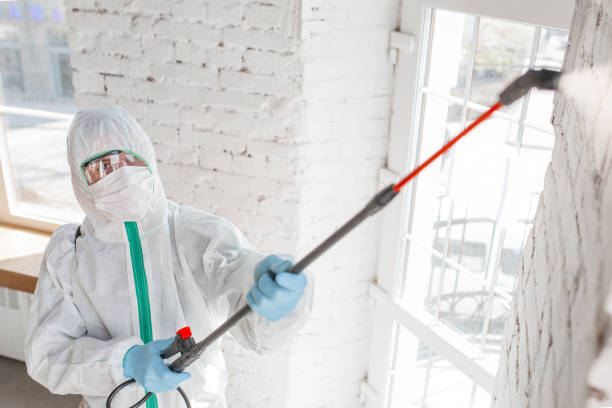 Professional Mold Removal in Fruit Heights, UT