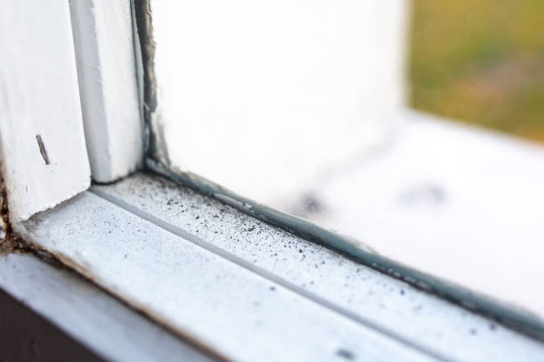 Best Emergency Mold Remediation  in Fruit Heights, UT