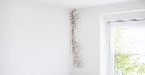 Best Real Estate Mold Inspection  in Fruit Heights, UT