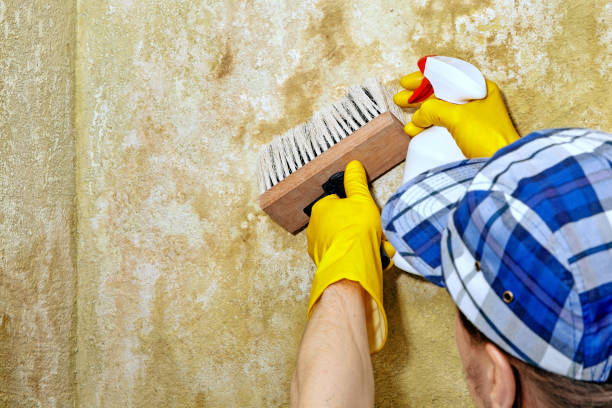 Best Residential Mold Inspection & Testing  in Fruit Heights, UT