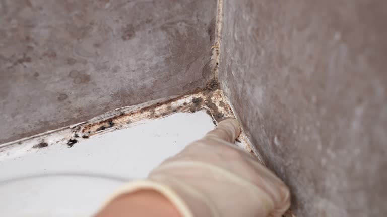 Best Mold Remediation for Vacation Homes  in Fruit Heights, UT